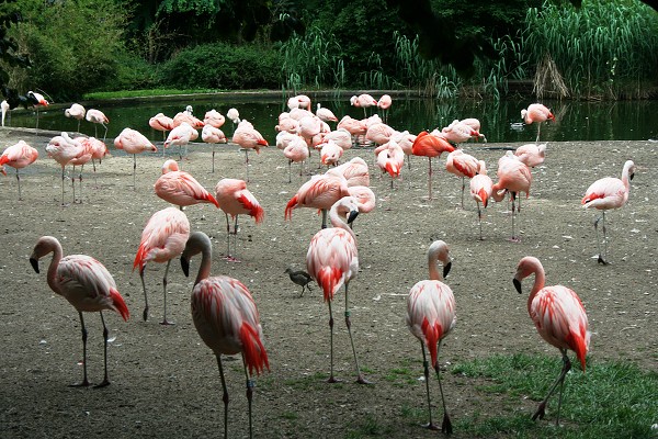 Výlet do ZOO