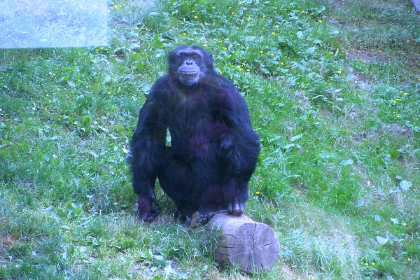 Výlet 8. třídy do libereckého zoo
